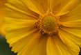 Coreopsis